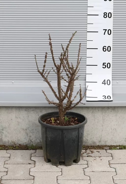 SZÁRNYAS KECSKERÁGÓ 9L- EUONYMUS ALATUS BUSH