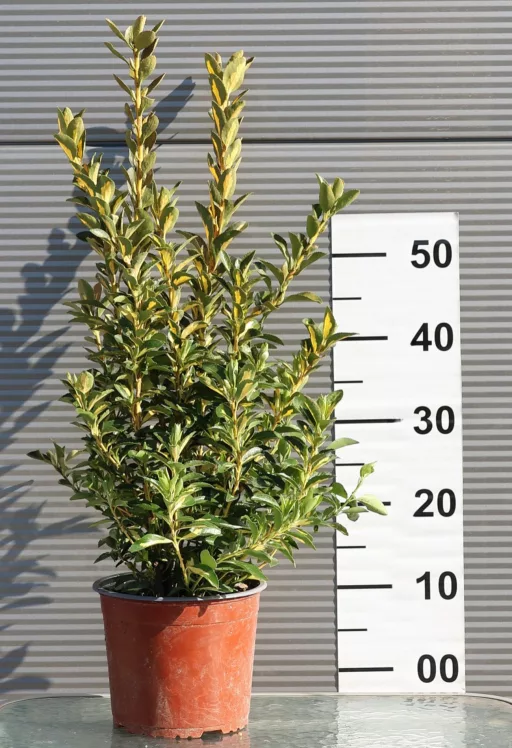 JAPÁN KECSKERÁGÓ LIVORNESE CSERJE 3L-EUONYMUS JAPONICUS AUREOPICTUS [LIVORNESE]