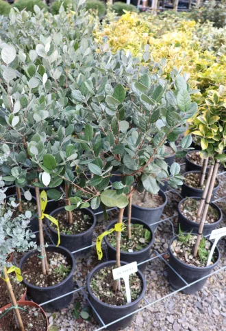 MIRTUSZDIÓ TÖRZSES 1/4-FEIJOA SELLOWIANA
