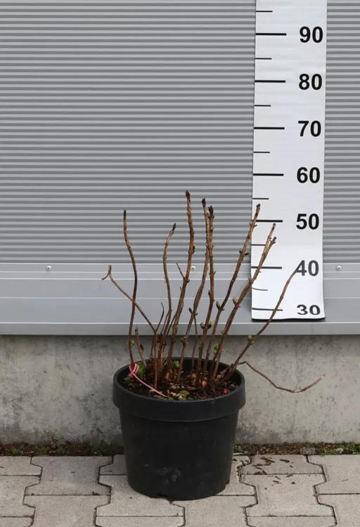 KERTI HORTENZIA 9L- HYDRANGEA MACROPHYLLA BUSH