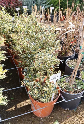   TARKA LEVELŰ MAGYAL CSERJE 9L -ILEX AQUIFOLIUM ARGENTEOMARGINATA BUSH