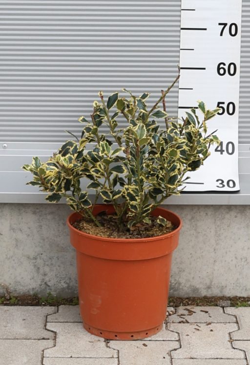 TARKA LEVELŰ MAGYAL CSERJE 9L -ILEX AQUIFOLIUM ARGENTEOMARGINATA BUSH