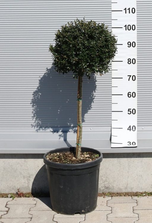 MAGYAL GÖMB CSERJE TÖRZSES 1/4 15L-ILEX CRENATA GLORY GEM 1/4 STANDARD