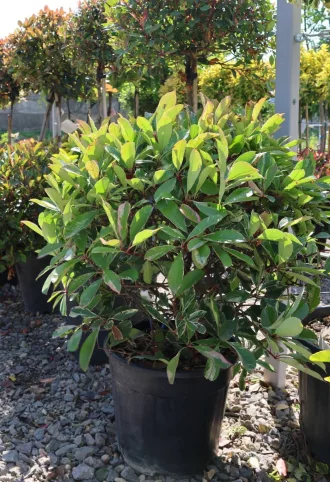 KORALLBERKENYE GÖMB-PHOTINIA FRASERI PINK MARBLE