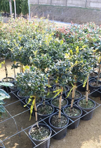   MAGYAL NELLIE R. STEVENS TÖRZSES 1/4- ILEX MUTCHAGARA NELLIE R. STEVENS