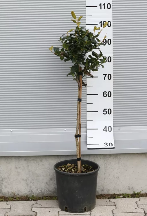 MAGYAL NELLIE R. STEVENS TÖRZSES 1/4- ILEX MUTCHAGARA NELLIE R. STEVENS