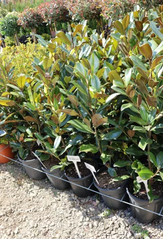   ÖRÖKZÖLD MAGNÓLIA BOKOR 9L- MAGNOLIA GRANDIFLORA GALLISONIENSIS