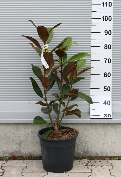 ÖRÖKZÖLD MAGNÓLIA BOKOR 9L- MAGNOLIA GRANDIFLORA GALLISONIENSIS