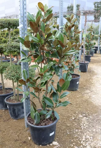   ÖRÖKZÖLD MAGNÓLIA BOKOR 30-35L- MAGNOLIA GRANDIFLORA GALLISONIENSIS BUSH