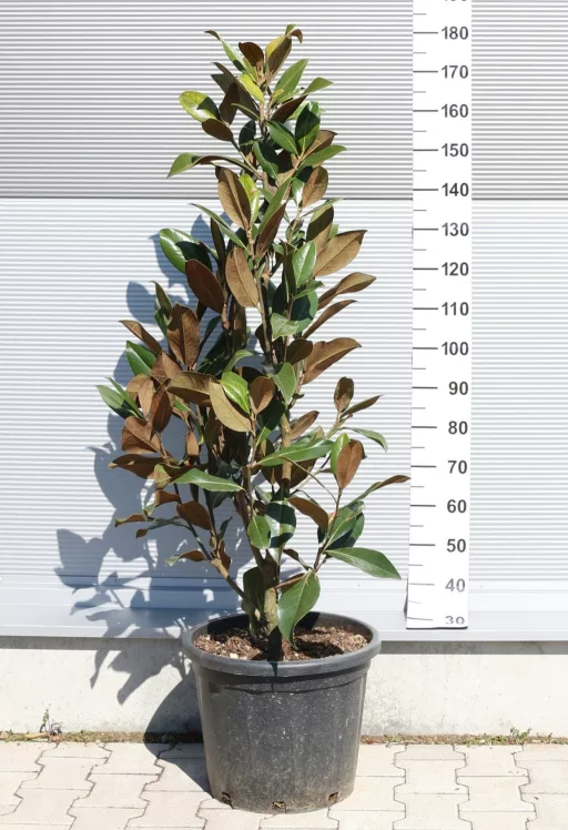 ÖRÖKZÖLD MAGNÓLIA BOKOR 30-35L- MAGNOLIA GRANDIFLORA GALLISONIENSIS BUSH