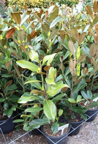   ÖRÖKZÖLD MAGNÓLIA GOLIATH BOKOR 9L- MAGNOLIA GRANDIFLORA GOLIATH