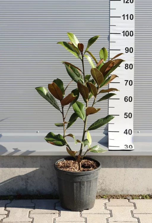 ÖRÖKZÖLD MAGNÓLIA GOLIATH BOKOR 9L- MAGNOLIA GRANDIFLORA GOLIATH