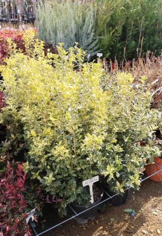 TARKALEVELŰ ILLATCSERJE 9L-OSMANTHUS TRICOLOR BUSH
