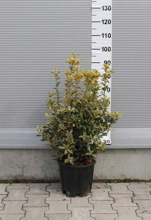 TARKALEVELŰ ILLATCSERJE 9L-OSMANTHUS TRICOLOR BUSH