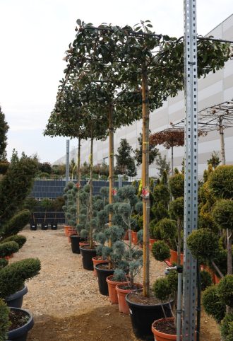   KORALLBERKENYE RED ROBIN ESERNYŐFA C.8/10- PHOTINIA FRASERI RED ROBIN TABLETOP