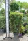 KORALLBERKENYE RED ROBIN PANEL 120X70- PHOTINIA FRASERI RED ROBIN PLEACHED PANEL