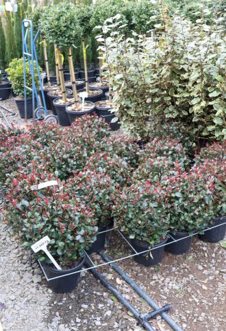   KORALLBERKENYE LITTLE RED ROBIN GÖMB 9L- PHOTINIA FRASERI LITTLE RED ROBIN BALL
