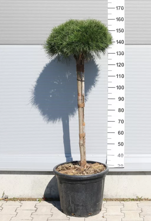 MAGASTÖRZSŰ GÖMBFENYŐ 1/2- PINUS BREPO 1/2 STANDARD