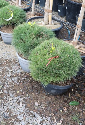 GÖMBFENYŐ 30L- PINUS BREPO BALL BOWL