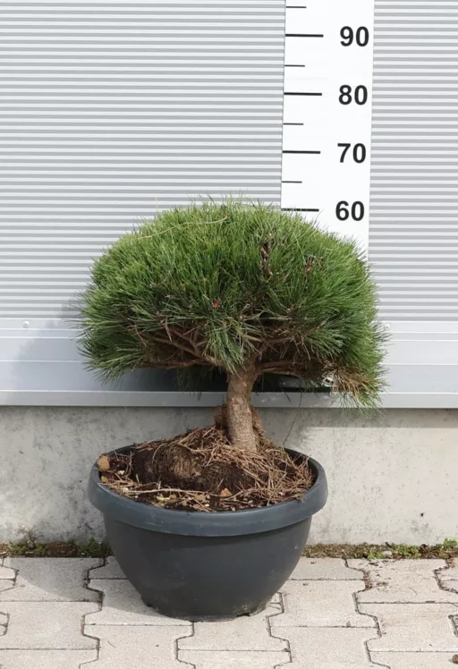 GÖMBFENYŐ 30L- PINUS BREPO BALL BOWL