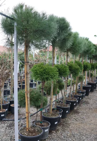 MANDULAFENYŐ 1/2 TÖRZSES- PINUS PINEA 1/2 STANDARD