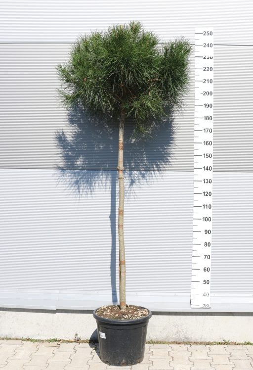 MANDULAFENYŐ 1/2 TÖRZSES- PINUS PINEA 1/2 STANDARD