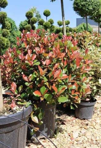  KORALLBERKENYE LITTLE RED ROBIN GÖMB 18L -PHOTINIA FRASERI LITTLE RED ROBIN BALL