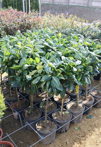   BABÉRMEGGY NOVITA TÖRZSES 1/4- PRUNUS LAUROCERASUS NOVITA 1/4 STANDARD