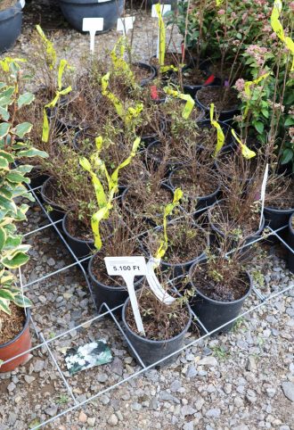 GRÁNÁTALMA BOKOR 3L-PUNICA GRANATUM NANA BUSH