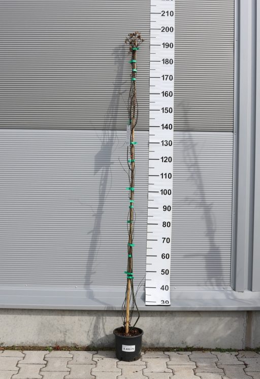 BANK-RÓZSA FUTÓ- ROSA BANKSIAE LUTEA CLIMBING