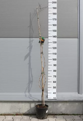 BŐTERMŐ SZŐLŐ FUTÓ- VITIS VINIFERA CLIMBING