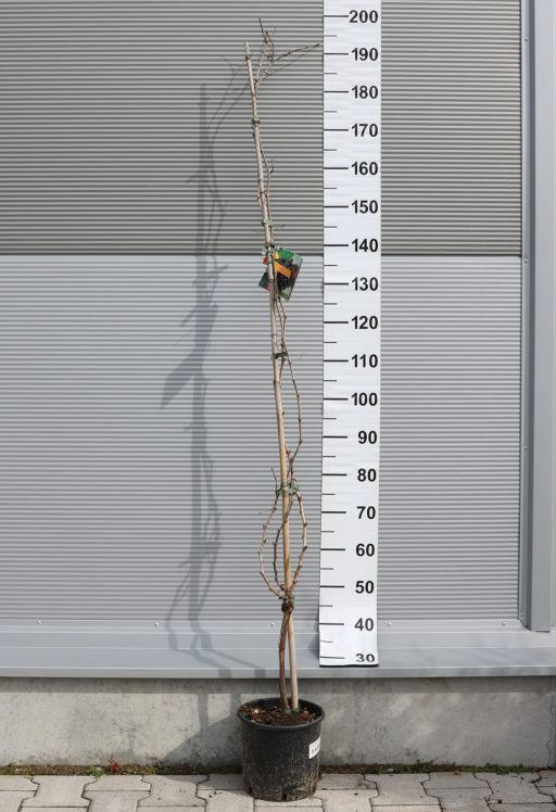 BŐTERMŐ SZŐLŐ FUTÓ- VITIS VINIFERA CLIMBING