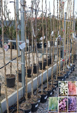   LILAAKÁC FUTÓ TÖBBFÉLE 180/200 CM- WISTERIA IN VARIETA CLIMBING