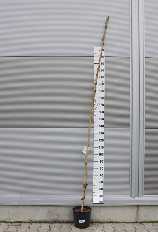 LILAAKÁC FUTÓ TÖBBFÉLE 200/250 CM- WISTERIA IN VARIETA CLIMBING