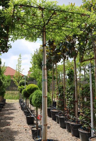 MOCSÁRI TÖLGY ESERNYŐFA 150*150 250-QUERCUS PALUSTRIS