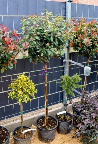   TÉLI BANGITA TÖRZSES 1/2-VIBURNUM TINUS EVE PRICE 1/2 STANDARD