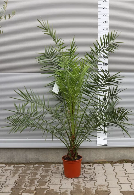 FŐNIXPÁLMA 140-170 CM- PHOENIX CANARIENSIS