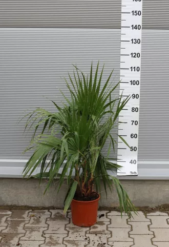   TÖBBTÖRZSES MEXIKÓI WASHINGTON PÁLMA 80-100 CM- WASHINGTONIA ROBUSTA