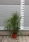 TÖBBTÖRZSES MEXIKÓI WASHINGTON PÁLMA 80-100 CM- WASHINGTONIA ROBUSTA