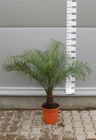 TÖRPE DATOLYAPÁLMA 80-100 CM- PHOENIX ROEBELENII