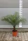 TÖRPE DATOLYAPÁLMA 80-100 CM- PHOENIX ROEBELENII