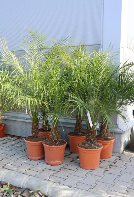 TÖRPE DATOLYAPÁLMA 80-100 CM- PHOENIX ROEBELENII
