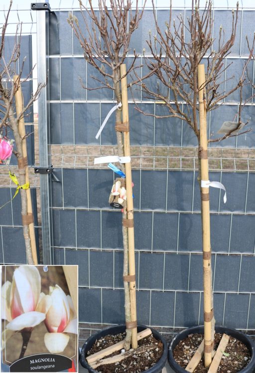 MAGNÓLIA SOULANGEANA TÖRZSES 1/2- MAGNOLIA SOULANGEANA