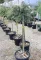 CSÜNGŐ ATLASZ CÉDRUS TÖRZSES 1/2 20L- CEDRUS ATLANTICA GLAUCA PENDULA
