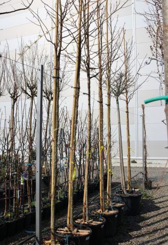   AMERIKAI ÁMBRAFA MAGASTÖRZSŰ- LIQUIDAMBAR STYRACIFLUA C. 8/10