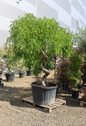 CSÜNGŐ JAPÁNAKÁC BONSAI- SOPHORA JAPONICA PENDULA