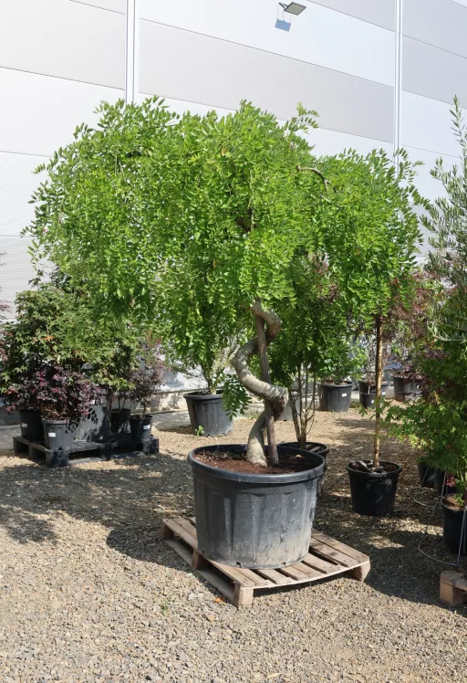 CSÜNGŐ JAPÁNAKÁC BONSAI- SOPHORA JAPONICA PENDULA