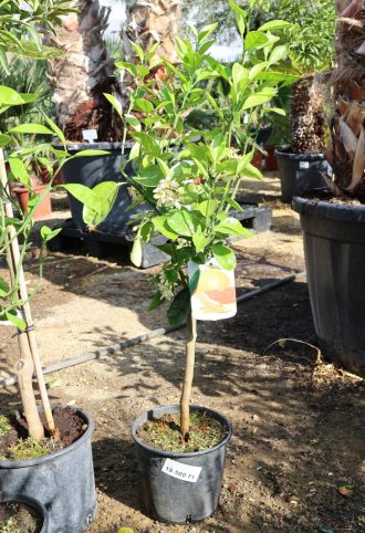 GRAPEFRUIT TÖRZSES 1/4- CITRUS X PARADISI POMPELMO