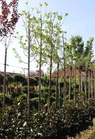 TULIPÁNFA C.8/10- LIRIODENDRON TULIPIFERA