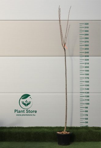   MAGASTÖRZSŰ JAPÁN DÍSZCSERESZNYE KANZAN C. 8/10- PRUNUS SERRULATA KANZAN 